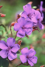 Orchidee